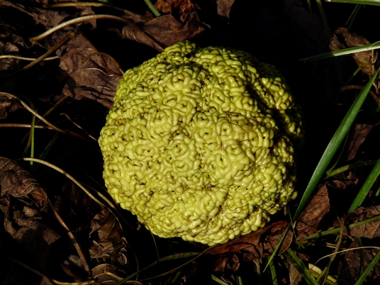 {Maclura pomifera}